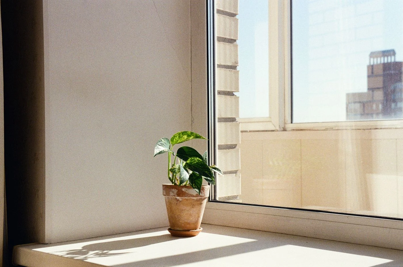Topfpflanze auf einer sonnigen Fensterbank