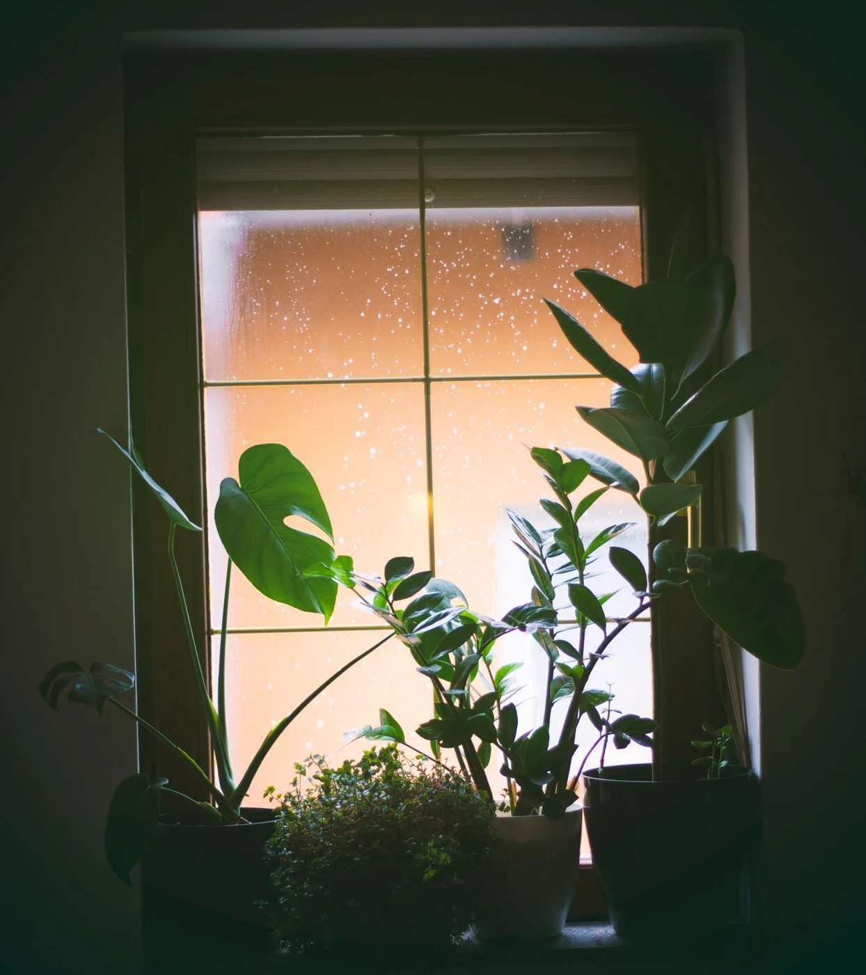 Zimmerpflanzen neben einem Fenster